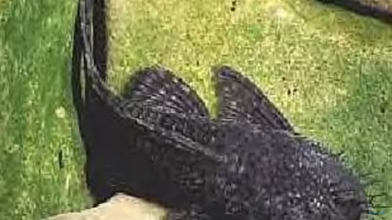 Besatz im Aquarium Becken 1425 von Michael Beig (9)