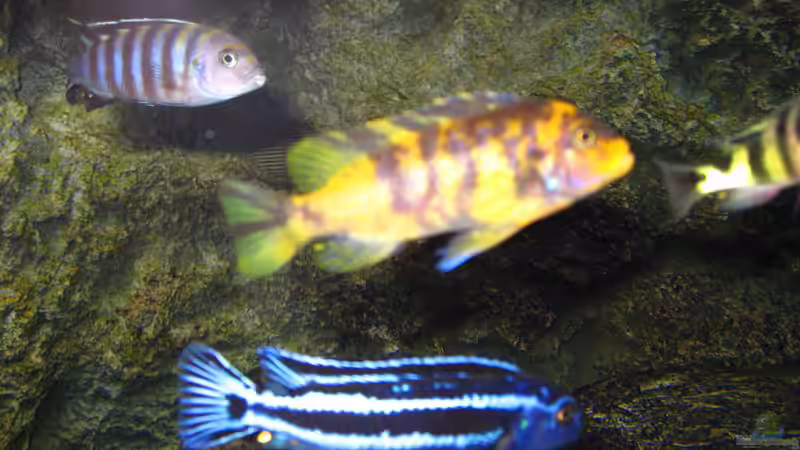 Besatz im Aquarium Becken 14272 von tenebroso (16)