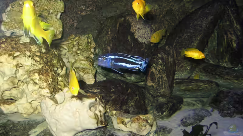 Besatz im Aquarium Becken 14272 von tenebroso (17)