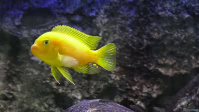 Besatz im Aquarium Becken 14272 von tenebroso (18)