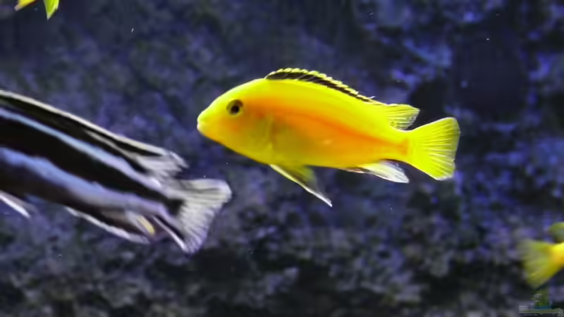 Besatz im Aquarium Becken 14272 von tenebroso (19)