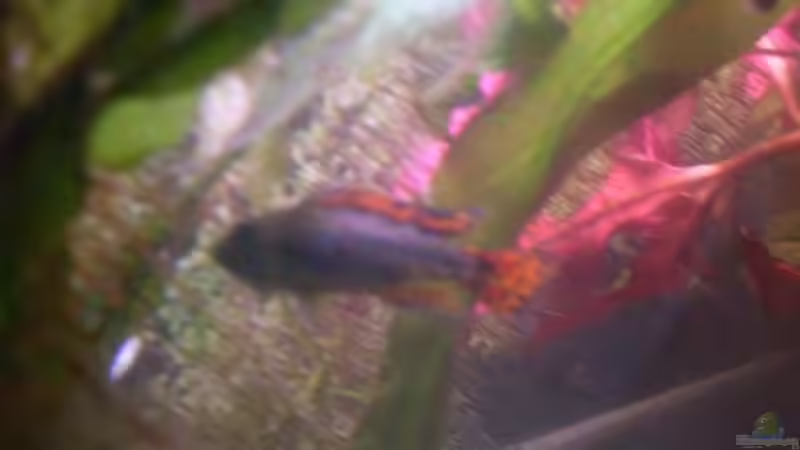 Besatz im Aquarium Becken 14287 von lichterschein (29)