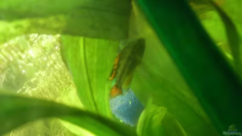 Besatz im Aquarium Becken 14287 von lichterschein (30)