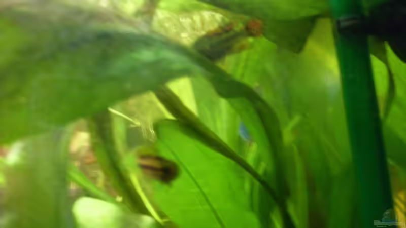Besatz im Aquarium Becken 14287 von lichterschein (31)