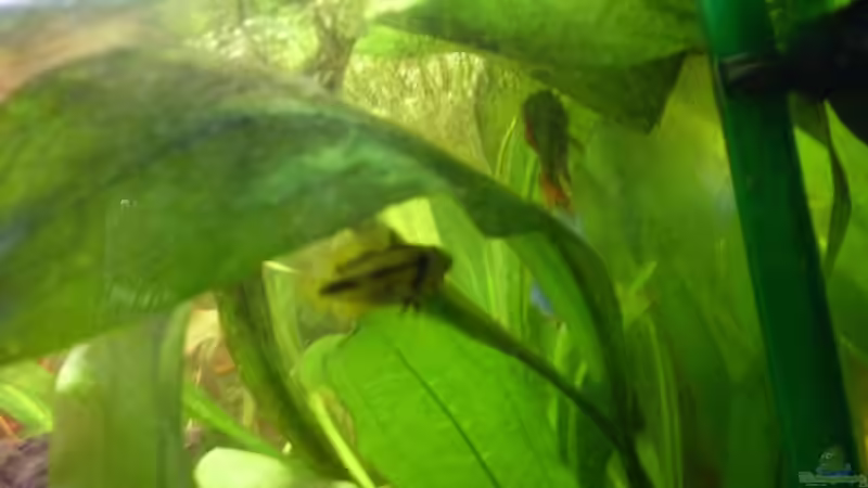 Besatz im Aquarium Becken 14287 von lichterschein (32)