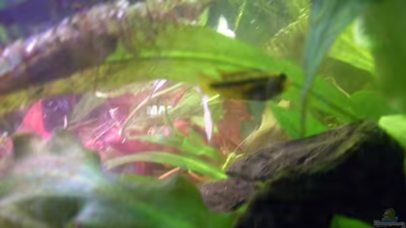 Besatz im Aquarium Becken 14287 von lichterschein (33)