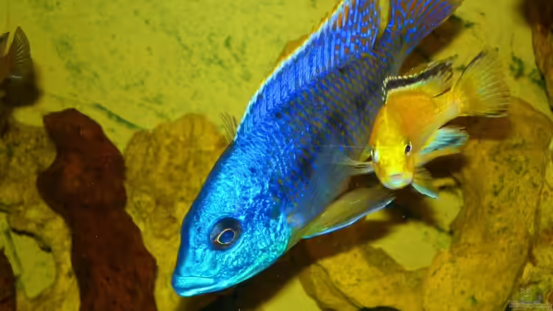 Besatz im Aquarium Becken 14301 von Manuel Eichinger (3)