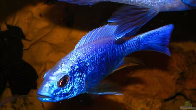 Besatz im Aquarium Becken 14301 von Manuel Eichinger (4)