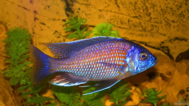 Besatz im Aquarium Becken 14301 von Manuel Eichinger (5)