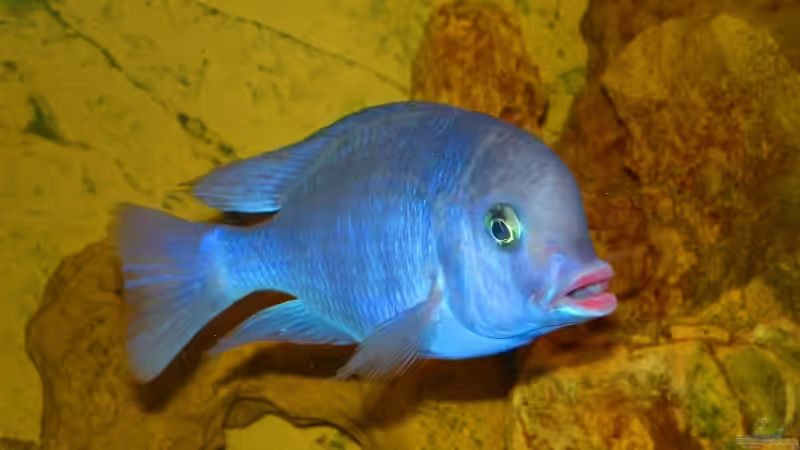 Besatz im Aquarium Becken 14301 von Manuel Eichinger (6)