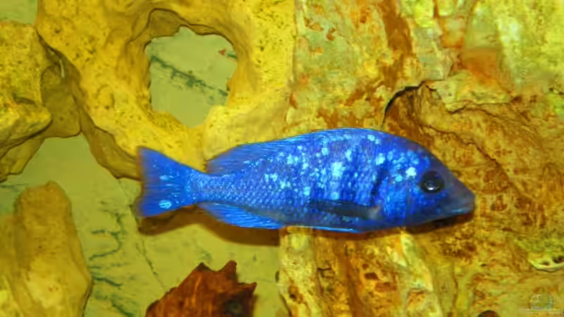 Besatz im Aquarium Becken 14301 von Manuel Eichinger (7)