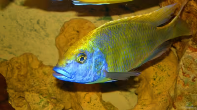 Besatz im Aquarium Becken 14301 von Manuel Eichinger (8)