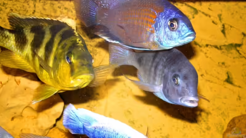 Besatz im Aquarium Becken 14301 von Manuel Eichinger (9)