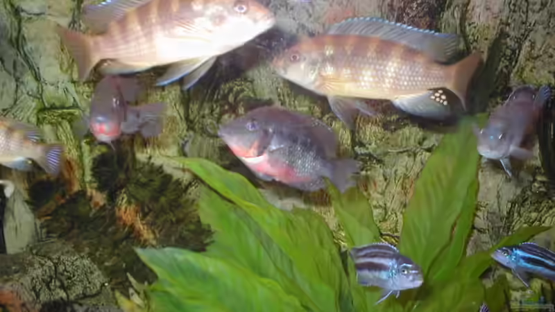 Besatz im Aquarium Becken 1432 von Ulrich Rothärmel (11)