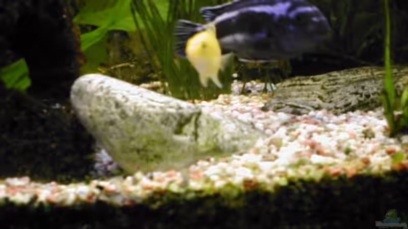 Besatz im Aquarium Becken 1432 von Ulrich Rothärmel (13)