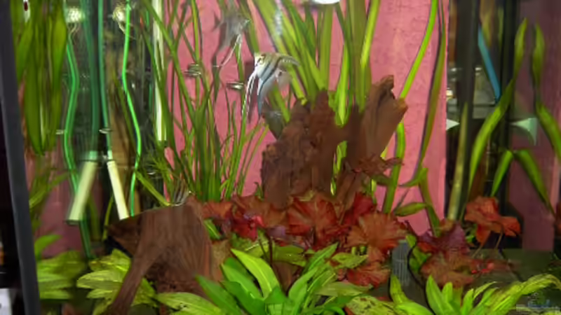 Besatz im Aquarium Becken 14329 von Steffen Schmidt (6)