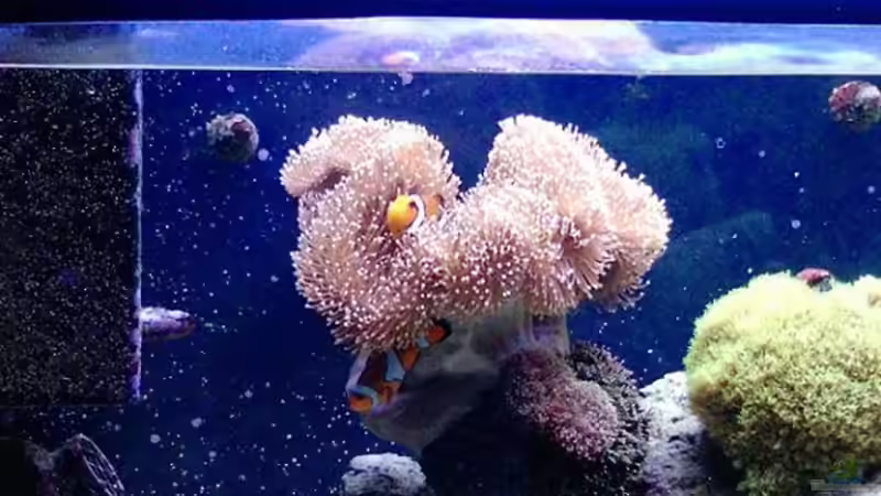 Besatz im Aquarium Becken 14360 von tigger69 (30)