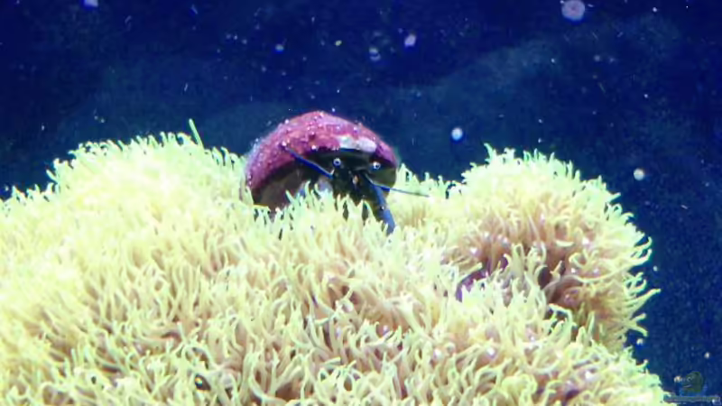 Besatz im Aquarium Becken 14360 von tigger69 (32)