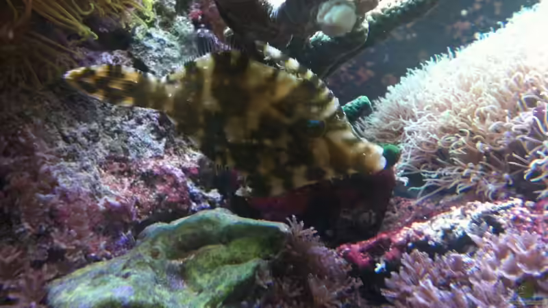 Besatz im Aquarium Becken 14360 von tigger69 (34)