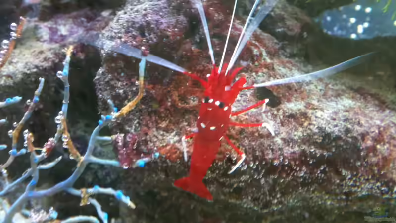 Besatz im Aquarium Becken 14360 von tigger69 (35)