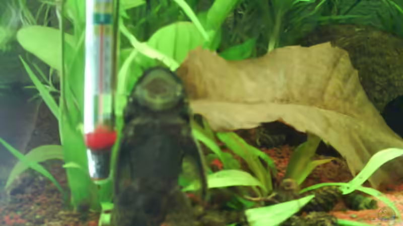 Besatz im Aquarium Becken 14362 von Anne Patzki (5)