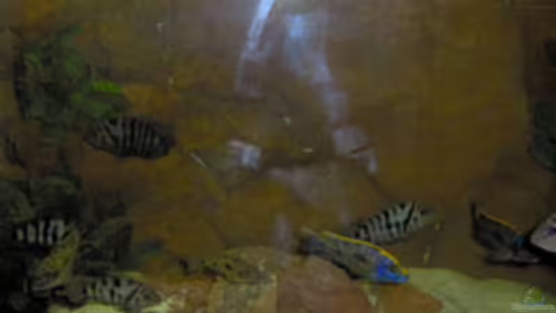 Besatz im Aquarium Becken 1437 von Andre Kröber (4)