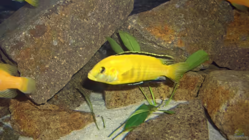 Besatz im Aquarium Becken 14379 von various77 (12)