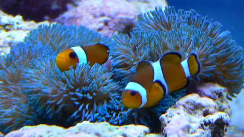 Besatz im Aquarium Becken 14382 von Klaus M. (19)