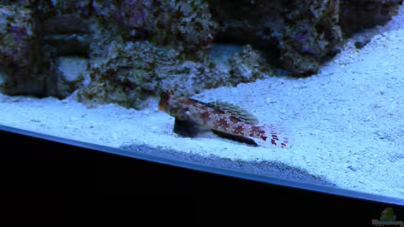 Besatz im Aquarium Becken 14382 von Klaus M. (20)