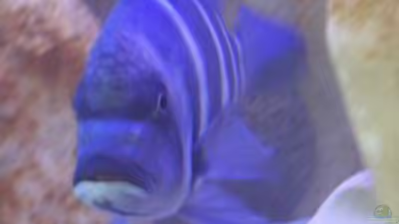 Besatz im Aquarium Becken 1444 von Oliver Hoß (7)