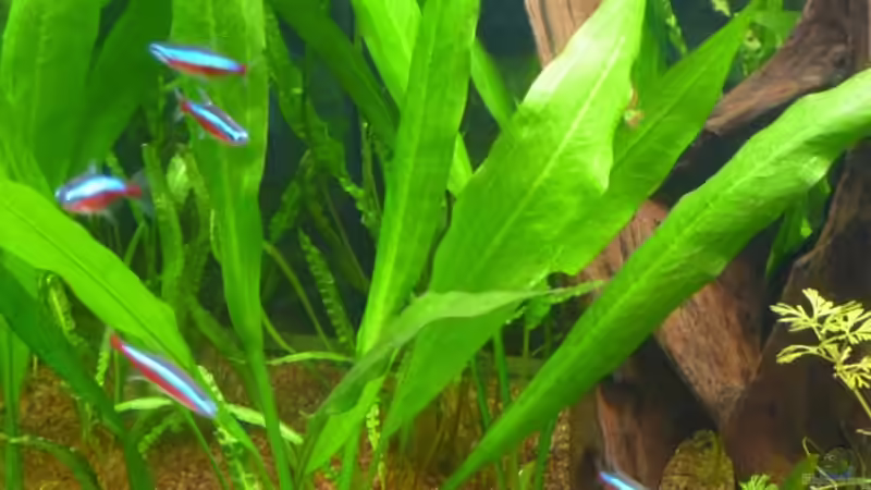 Besatz im Aquarium Becken 14476 von Ed (20)