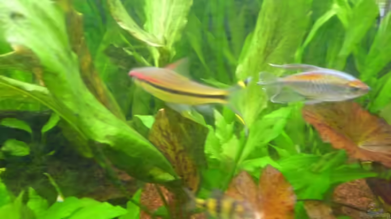 Besatz im Aquarium Becken 14476 von Ed (21)