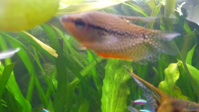 Besatz im Aquarium Becken 14476 von Ed (24)