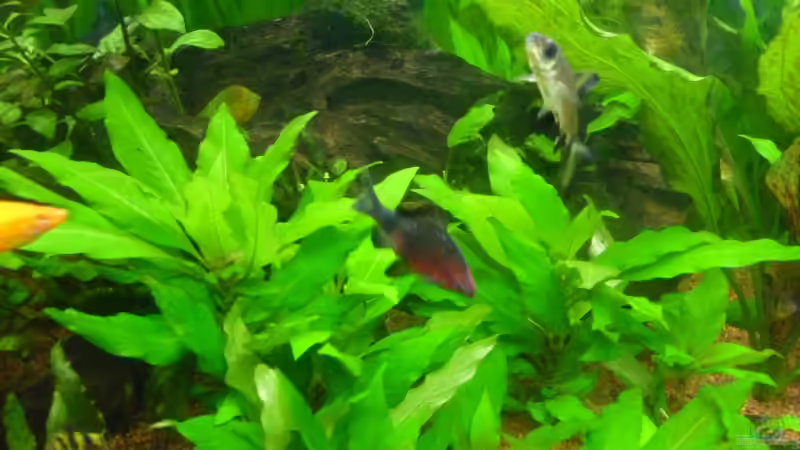 Besatz im Aquarium Becken 14476 von Ed (26)