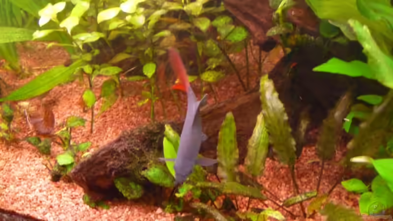 Besatz im Aquarium Becken 14476 von Ed (27)