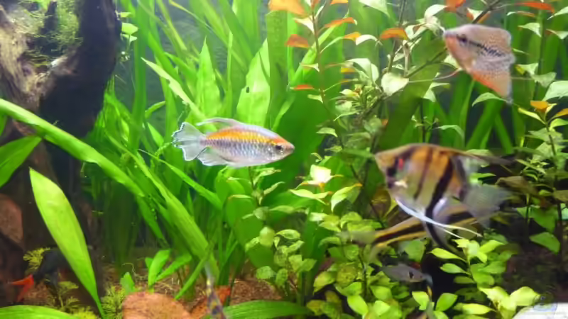 Besatz im Aquarium Becken 14476 von Ed (30)