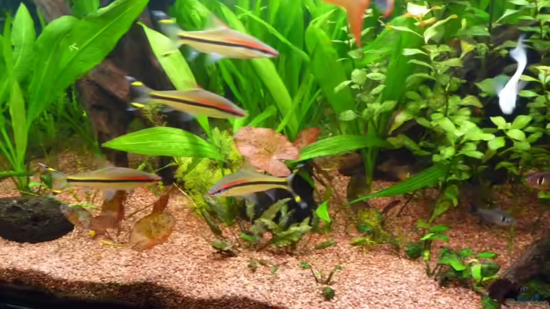 Besatz im Aquarium Becken 14476 von Ed (31)