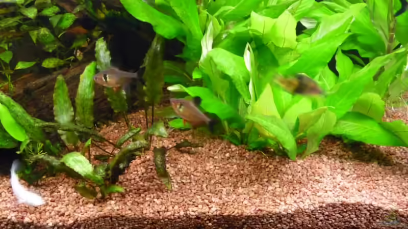 Besatz im Aquarium Becken 14476 von Ed (32)