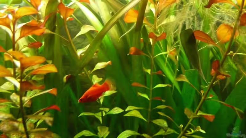 Besatz im Aquarium Becken 14476 von Ed (33)