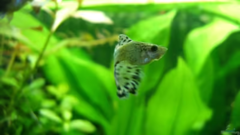 Besatz im Aquarium Becken 14481 von Barabas (12)