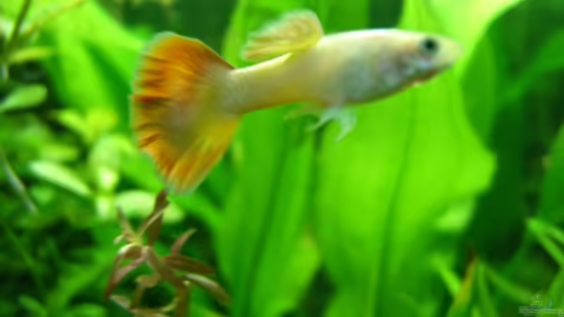 Besatz im Aquarium Becken 14481 von Barabas (13)