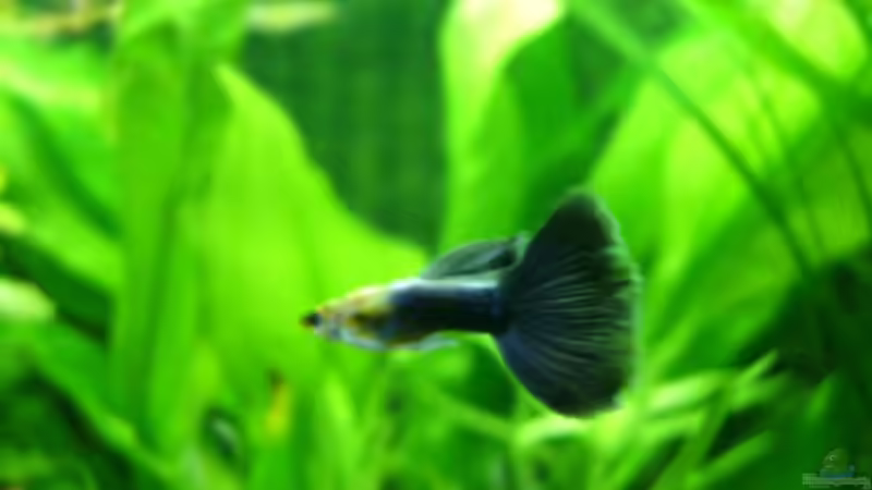 Besatz im Aquarium Becken 14481 von Barabas (15)