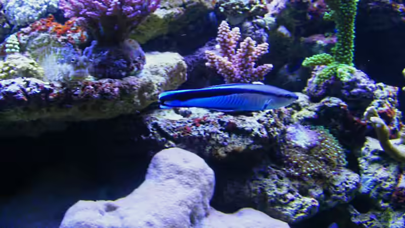 Besatz im Aquarium Becken 14482 von Jürgen Krohmer (22)