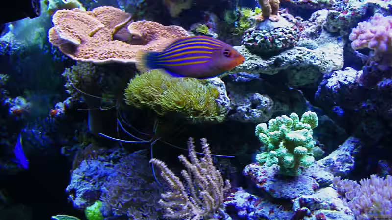 Besatz im Aquarium Becken 14482 von Jürgen Krohmer (23)