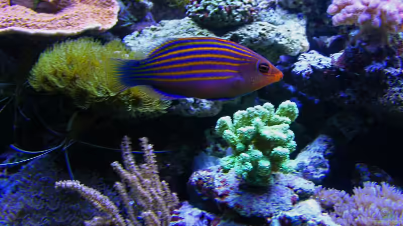 Besatz im Aquarium Becken 14482 von Jürgen Krohmer (24)