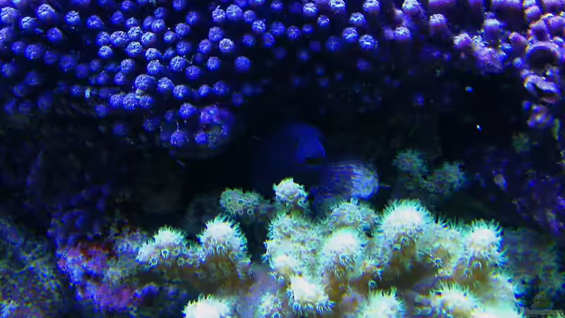 Besatz im Aquarium Becken 14482 von Jürgen Krohmer (25)