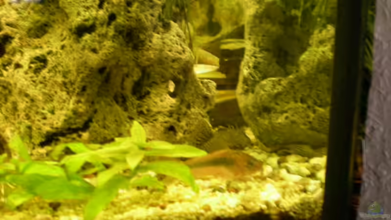 Besatz im Aquarium Becken 14522 von Andreas Kärrner (6)