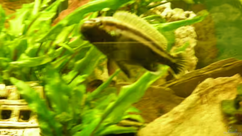 Besatz im Aquarium Becken 14522 von Andreas Kärrner (9)