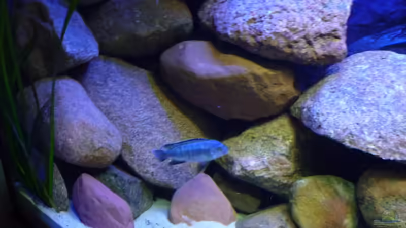 Besatz im Aquarium Becken 14549 von Yellow Man (26)