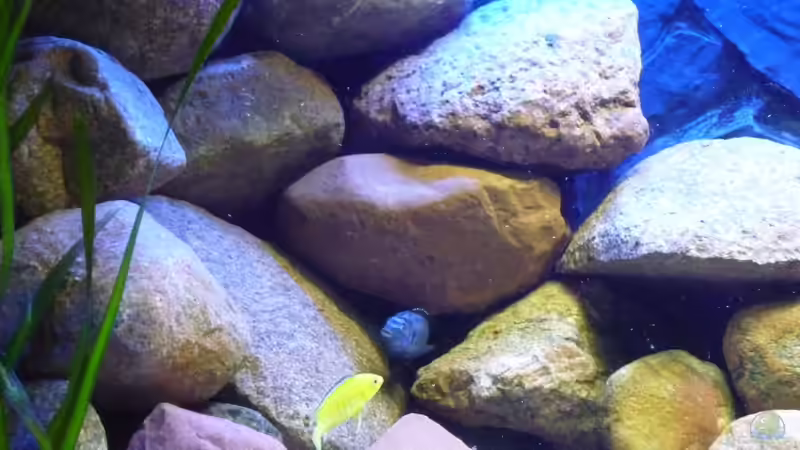 Besatz im Aquarium Becken 14549 von Yellow Man (28)